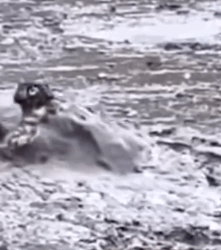 Part2.Animals Rescue #dogrescue #rescuedog #dogsofttiktok #foryoupage #foryou #dogs