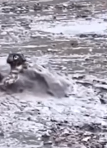 Part2.Animals Rescue #dogrescue #rescuedog #dogsofttiktok #foryoupage #foryou #dogs