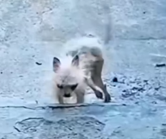 This dog’s transformation will leave you speechless_part2