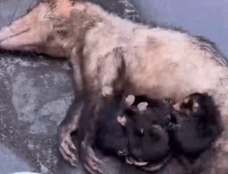 Part2 Animals Rescue #dogrescue #rescuedog #dogsofttiktok #foryoupage #foryou #dogs