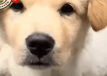 Part2 Animals Rescue #dogrescue #rescuedog #dogsofttiktok #foryoupage #foryou #dogs