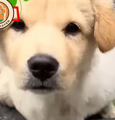 Part2 Animals Rescue #dogrescue #rescuedog #dogsofttiktok #foryoupage #foryou #dogs