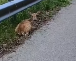 This animal’s suffering was never meant to be seen_part2