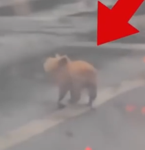 Stray Dog Wanders in the Rain Searching for Its Owner — What Happened Next Will Warm Your Heart_part2