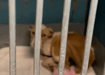 Meet my new foster, Opal 🥺 Opal is one of the skinniest dogs I’ve come across in a long time._part2