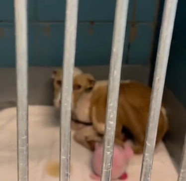 Meet my new foster, Opal 🥺 Opal is one of the skinniest dogs I’ve come across in a long time._part2