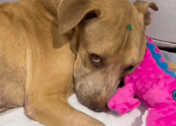 Pablito 🐶🧹 “Fue una operación complicada, pero salió bien_part2