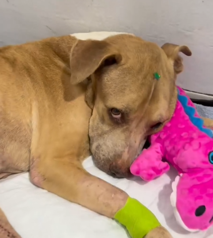 Pablito 🐶🧹 “Fue una operación complicada, pero salió bien_part2