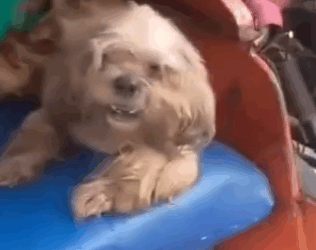 Part2.Animals Rescue #dogrescue #rescuedog #dogsofttiktok #foryoupage #foryou #dogs