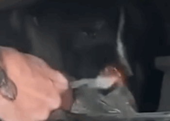 The Sweetest Pittie Was Living Under A Jeep_part2