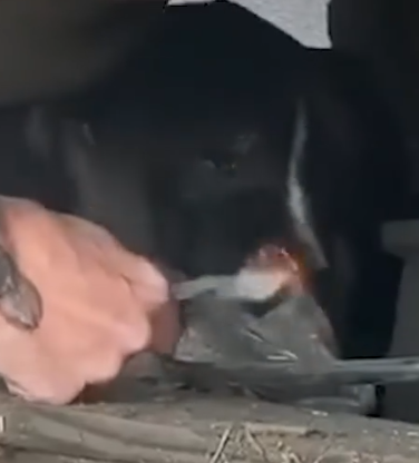The Sweetest Pittie Was Living Under A Jeep_part2