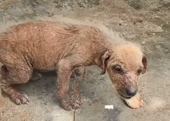 Terrified puppy transformed into confident little girl 🐶❤️_part2