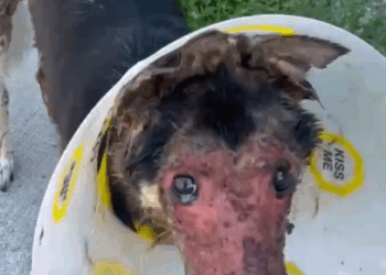 Watch This Dog’s Face Completely Transform_part2