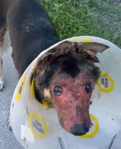 Watch This Dog’s Face Completely Transform_part2