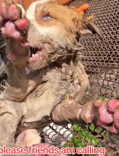 this is the baby which I have managed to rescue and now is taking his shower_part2