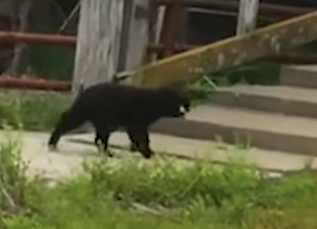 Widowed Husband Gets The Cutest Surprise_part2