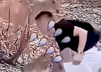 Tiny Fawn’s Journey to a Forever Home 🏡_part2.Animals Rescue #dogrescue #rescuedog #dogsofttiktok #foryoupage #foryou #dogs