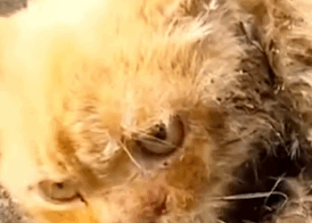 The Kitten Rescue Journey_part2