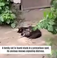 Watch Out The Rescued Journey Of Family Cat_part2