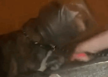 The Sweetest Face Was Stuck In This Jug_part2