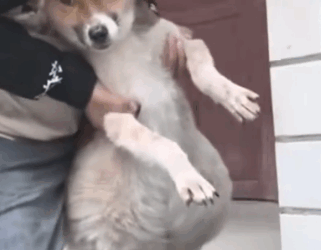 Part2 Animals Rescue #dogrescue #rescuedog #dogsofttiktok #foryoupage #foryou #dogs