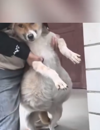 Part2 Animals Rescue #dogrescue #rescuedog #dogsofttiktok #foryoupage #foryou #dogs