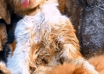 Part2 Animals Rescue #dogrescue #rescuedog #dogsofttiktok #foryoupage #foryou #dogs