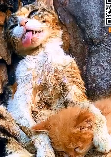 Part2 Animals Rescue #dogrescue #rescuedog #dogsofttiktok #foryoupage #foryou #dogs