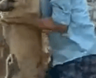 This rescue broken us #fbyシvideo #dog #rescuedog_part2