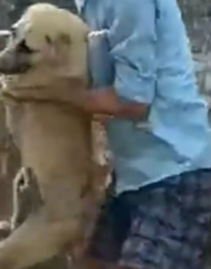 This rescue broken us #fbyシvideo #dog #rescuedog_part2