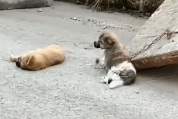 Who could do this thing with little puppies_part2