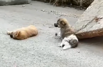 Who could do this thing with little puppies_part2