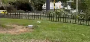 Part2 Animals Rescue #dogrescue #rescuedog #dogsofttiktok #foryoupage #foryou #dogs