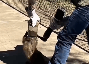 The_man_rescued_a_raccoon_that_was_stuck_in_a_jar,_and_then_part2