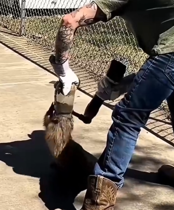 The_man_rescued_a_raccoon_that_was_stuck_in_a_jar,_and_then_part2