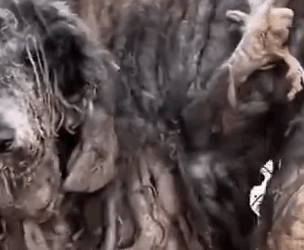 Part2 Animals Rescue #dogrescue #rescuedog #dogsofttiktok #foryoupage #foryou #dogs