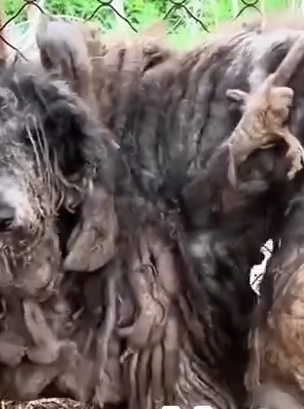 Part2 Animals Rescue #dogrescue #rescuedog #dogsofttiktok #foryoupage #foryou #dogs