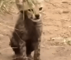 This family rescued a lost cheetah cub and then decided_part2