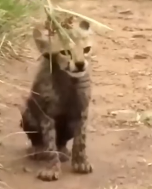 This family rescued a lost cheetah cub and then decided_part2