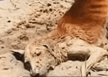 Stray Dog Was Left Without Help — Until Kind People Stepped In_part2