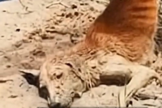 Stray Dog Was Left Without Help — Until Kind People Stepped In_part2