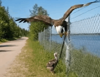 Rescuing a Mother Bald Eagle Caught in a fence_part2