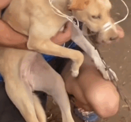 Rescuing dog market survivors Ghana Africa_part2
