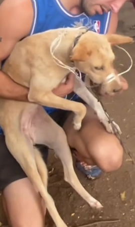 Rescuing dog market survivors Ghana Africa_part2