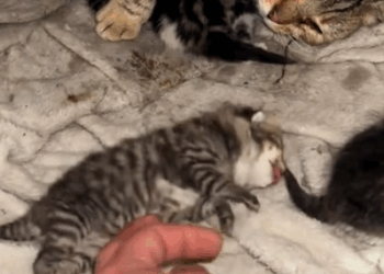 This little kitty seemed to be frozen stiff and then…#rescue #animals #fyp_part2