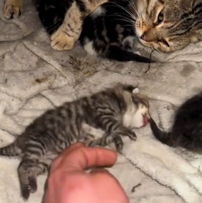 This little kitty seemed to be frozen stiff and then…#rescue #animals #fyp_part2