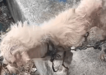 Part2.Animals Rescue #dogrescue #rescuedog #dogsofttiktok #foryoupage #foryou #dogs