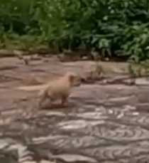 A Scared Puppy Hid Away… Until I Finally Caught Her 🐾😭_part2