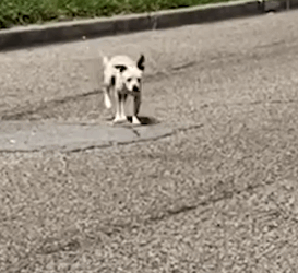 Woman finds wobbly dog all alone, sleeping in peoples’ yards, and can’t leave him behind ❤️_part2