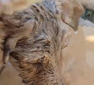 We brought the puppy home, washed its wounds, bathed it, and cleaned out the worms. The poor puppy felt a little_part2